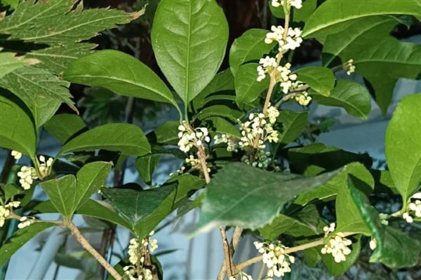 金银同辉桂花的特点，花期一般为20-30天