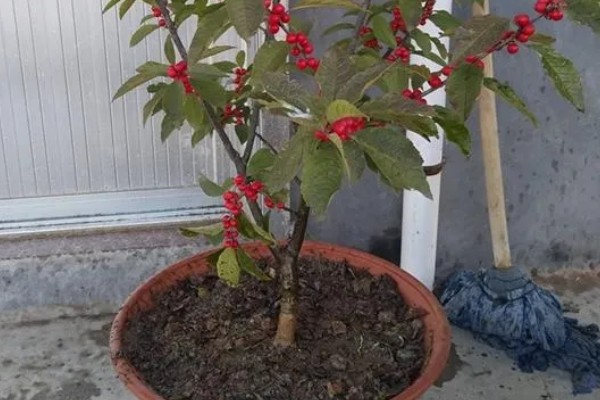 北美冬青怎么养护,生长旺季追肥2-3次