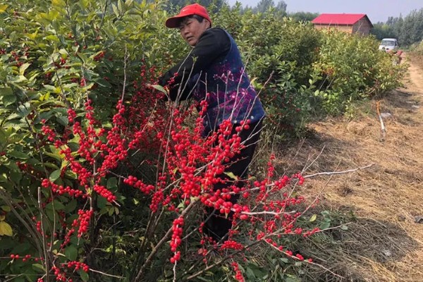 北美冬青怎么养护,生长旺季追肥2-3次