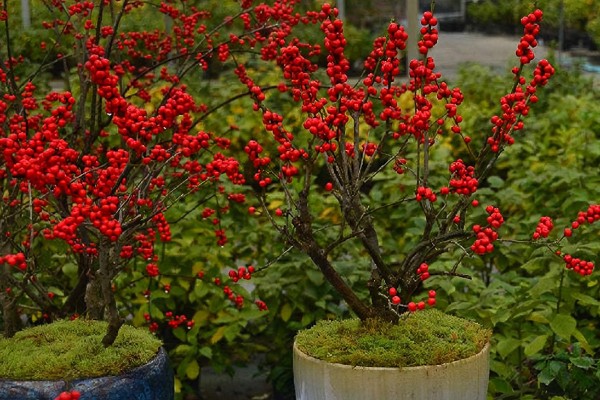 北美冬青怎么养护,生长旺季追肥2-3次