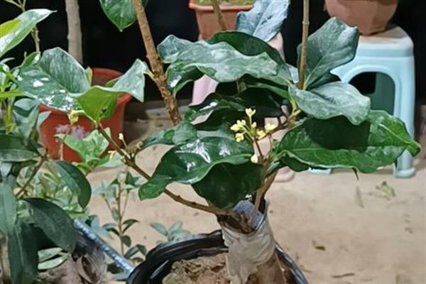 金银同辉桂花的特点，花期一般为20-30天