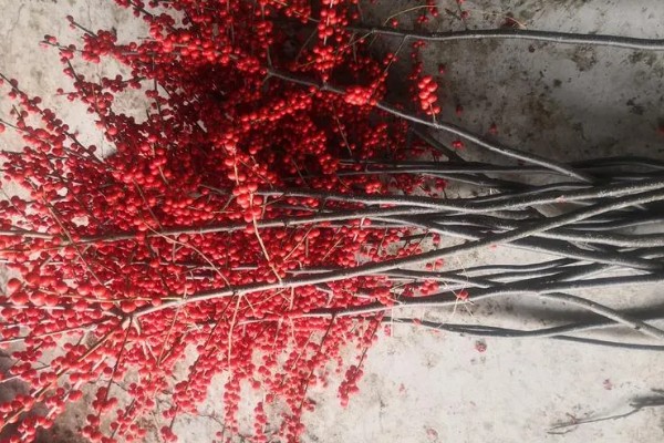 北美冬青怎么养护,生长旺季追肥2-3次