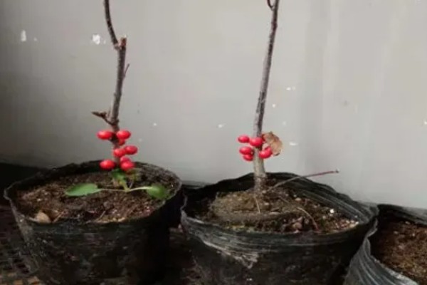 北美冬青怎么养护,生长旺季追肥2-3次