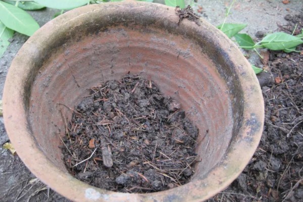 北美冬青怎么养护,生长旺季追肥2-3次