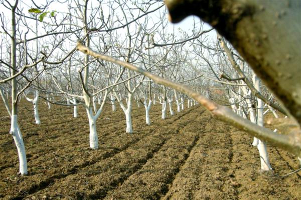 冬季果树冻害如何预防,可将树干涂白