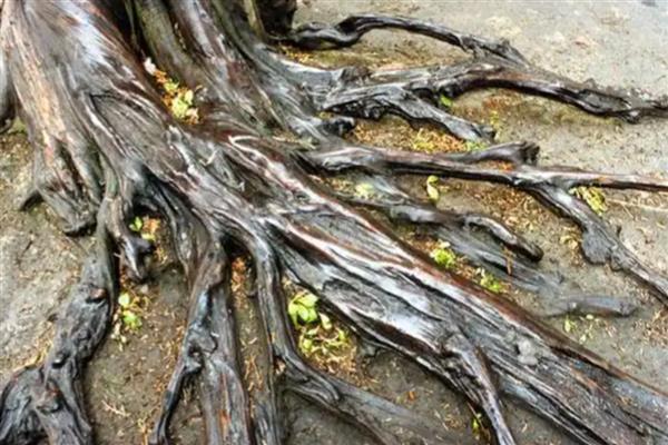 冬季果树冻害如何预防,可将树干涂白