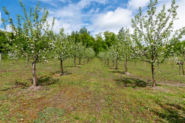 冬季果树冻害如何预防,可将树干涂白