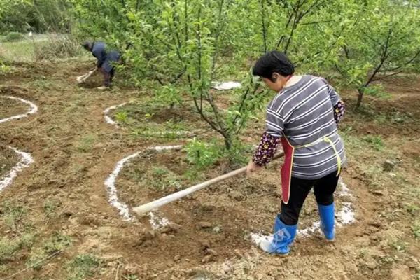 冬季果树冻害如何预防,可将树干涂白