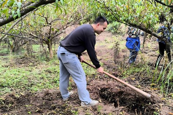 冬季果树冻害如何预防,可将树干涂白