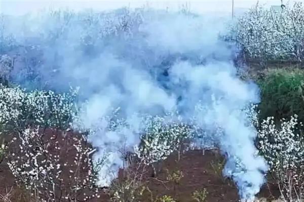 冬季果树冻害如何预防,可将树干涂白