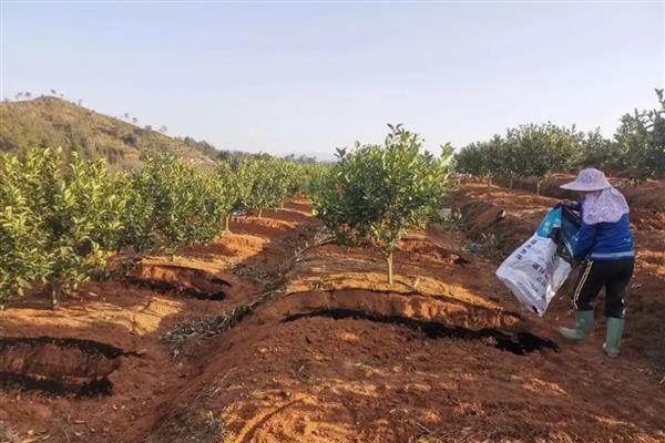 冬季果树冻害如何预防,可将树干涂白