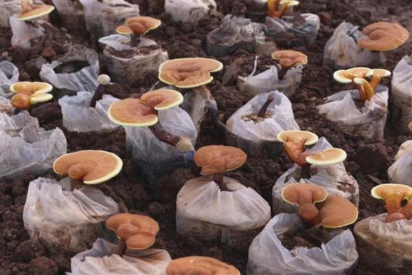 灵芝的种植方法，将温度控制在25℃左右