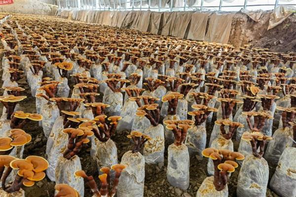灵芝的种植方法，将温度控制在25℃左右