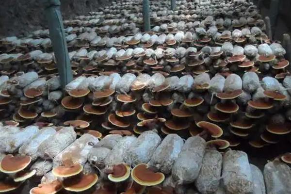 灵芝的种植方法，将温度控制在25℃左右