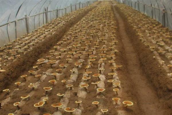 灵芝的种植方法，将温度控制在25℃左右