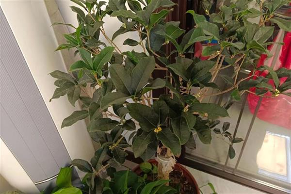 金银同辉桂花的特点，花期一般为20-30天