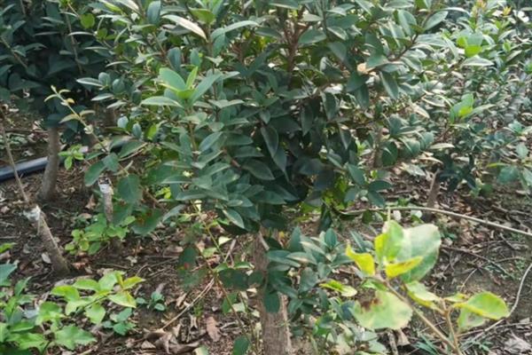 金银同辉桂花的特点，花期一般为20-30天