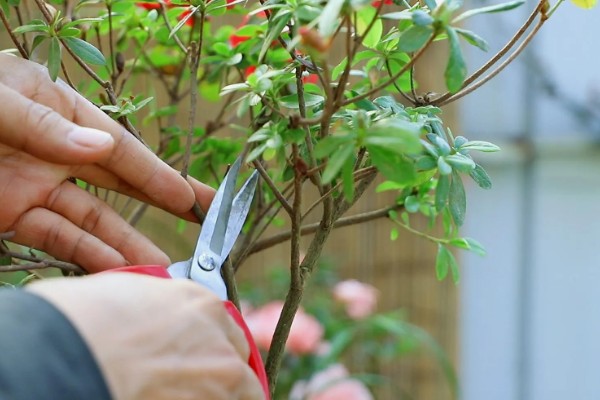 杜鹃花的修剪方法，可对其进行抹芽修剪