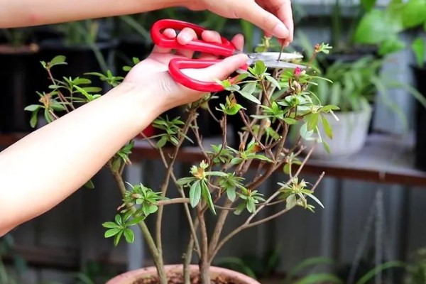 杜鹃花的修剪方法，可对其进行抹芽修剪