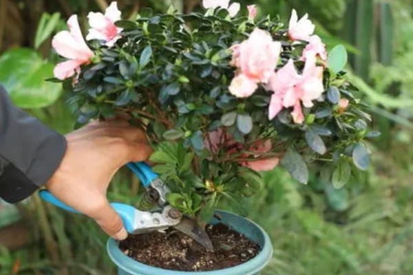杜鹃花的修剪方法，可对其进行抹芽修剪