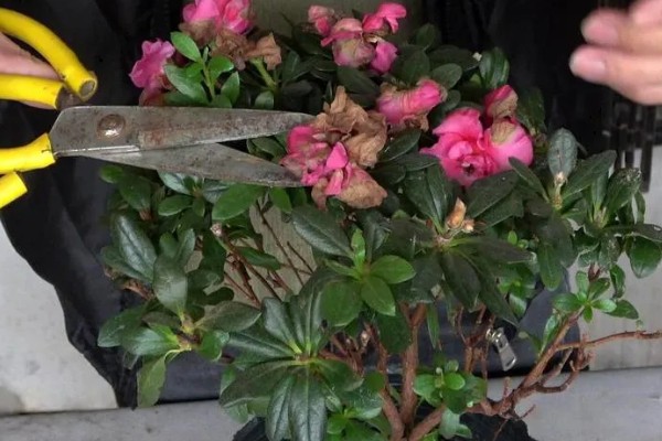 杜鹃花的修剪方法，可对其进行抹芽修剪