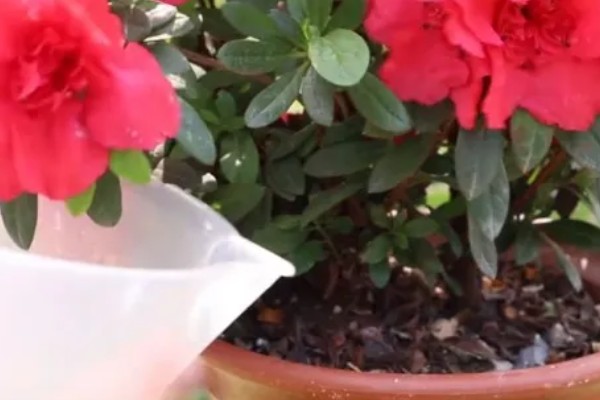 杜鹃花的修剪方法，可对其进行抹芽修剪