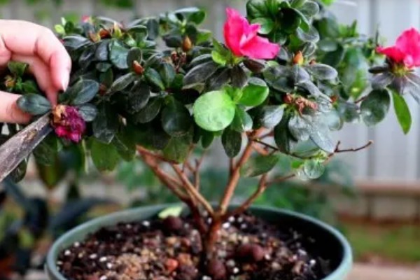 杜鹃花的修剪方法，可对其进行抹芽修剪