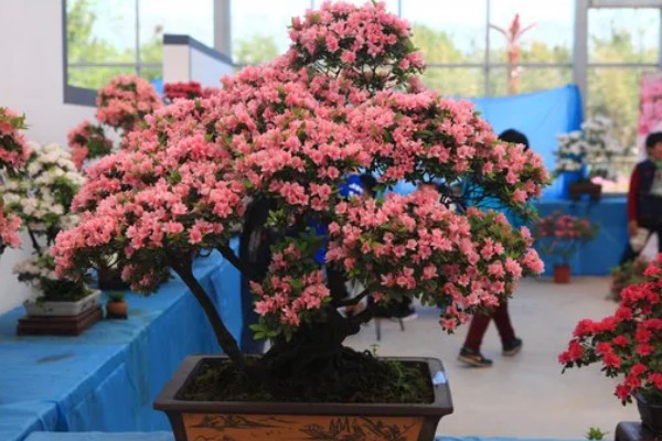 杜鹃花的修剪方法，可对其进行抹芽修剪