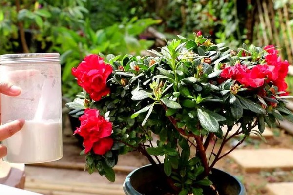 杜鹃花的修剪方法，可对其进行抹芽修剪