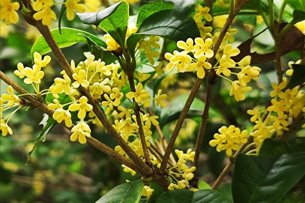 金银同辉桂花的特点，花期一般为20-30天