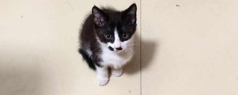 猫白血病会出现的症状，会出现呕吐、拉稀、贫血等