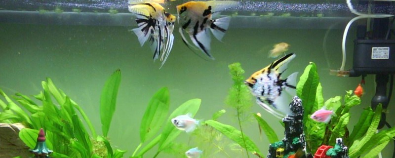 底滤鱼缸的进水口和出水口在哪里，一般位于鱼缸的两侧