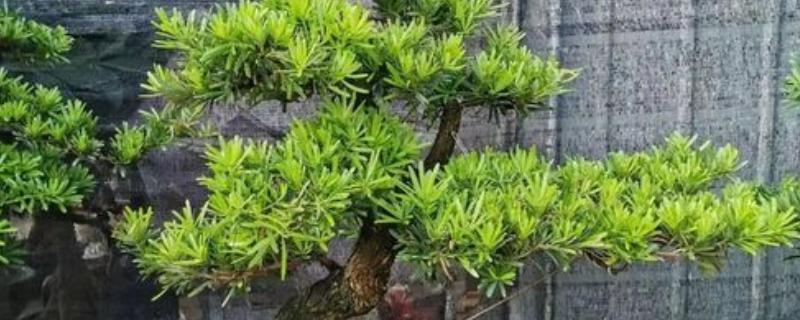 松树有什么寓意，代表长寿、坚贞等含义