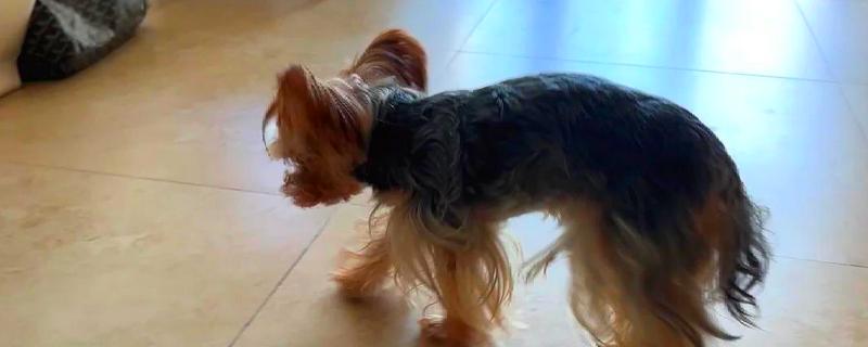 狗狗弓背是什么原因，可能是感染了寄生虫所致