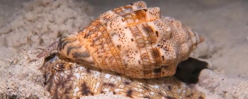 涡螺的产地，产地分布在中国、日本、澳大利亚等