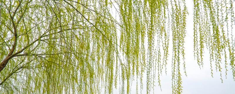 柳树怎么种植，撒播成熟的种子并浇水覆膜