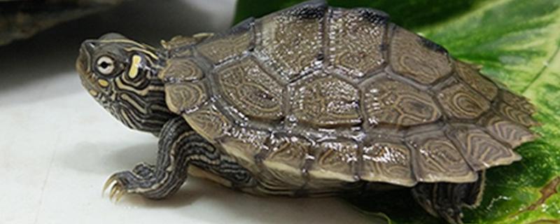 地图龟吃什么，以蜗牛、龙虾等为食