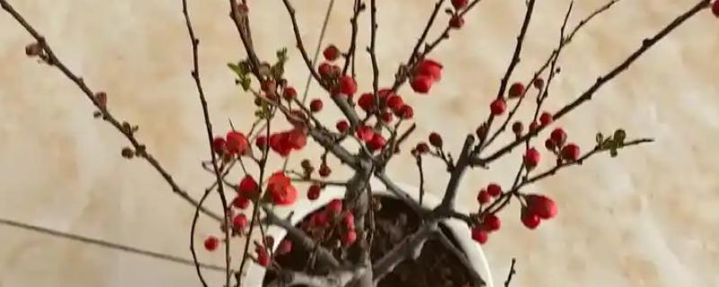 干枝梅怎么养殖，春夏秋三季每隔半个月追肥一次