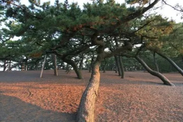 松树有什么寓意，代表长寿、坚贞等含义