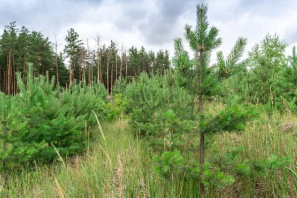 松树有什么寓意，代表长寿、坚贞等含义