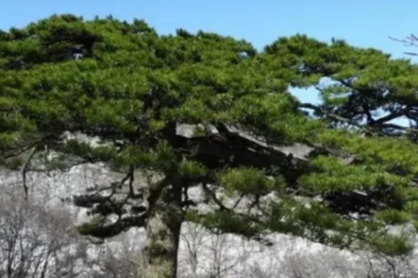 松树有什么寓意，代表长寿、坚贞等含义