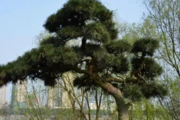 松树有什么寓意，代表长寿、坚贞等含义