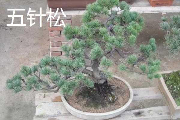 松树有什么寓意，代表长寿、坚贞等含义