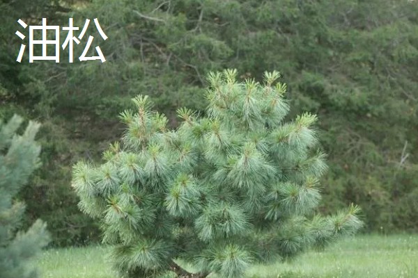 松树有什么寓意，代表长寿、坚贞等含义