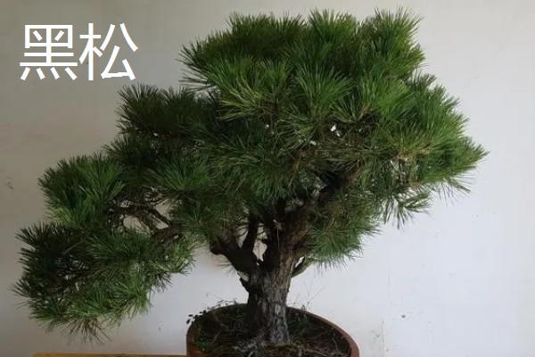 松树有什么寓意，代表长寿、坚贞等含义