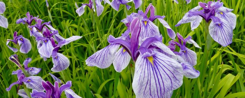 鸢尾花的花语，寓意热情活力、纯洁美丽等