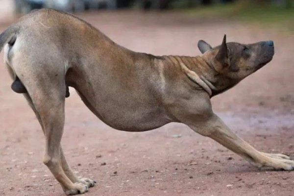 狗狗弓背是什么原因，可能是感染了寄生虫所致