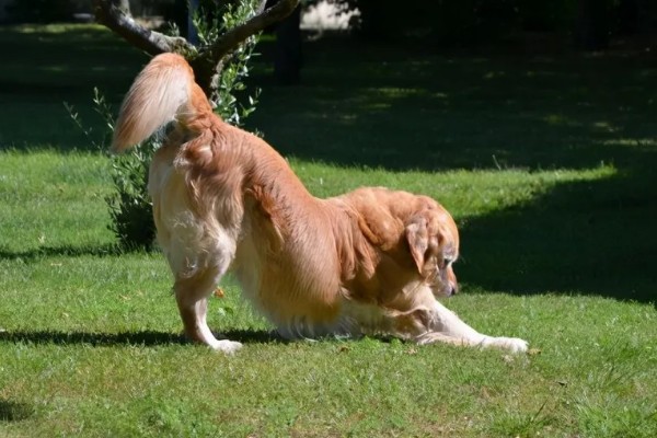 狗狗弓背是什么原因，可能是感染了寄生虫所致