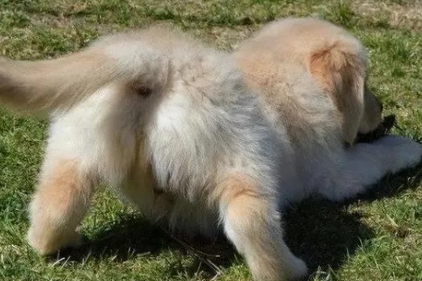 狗狗弓背是什么原因，可能是感染了寄生虫所致