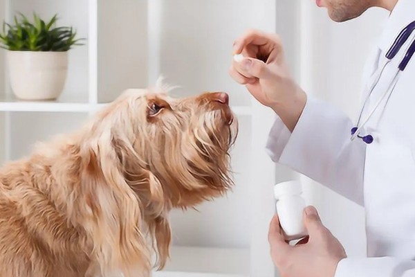 狗狗弓背是什么原因，可能是感染了寄生虫所致